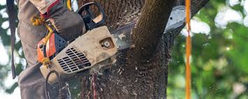 Best Tree Health Inspection  in Craig, AK